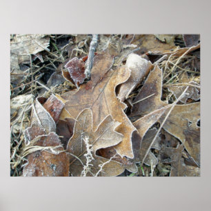 Frosty Morning laat Poster