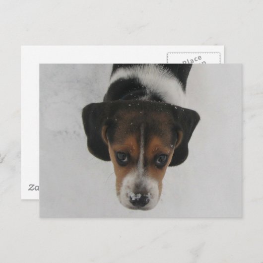 Frosty Nose Briefkaart (Voorkant / Achterkant)