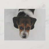 Frosty Nose Briefkaart (Voorkant)