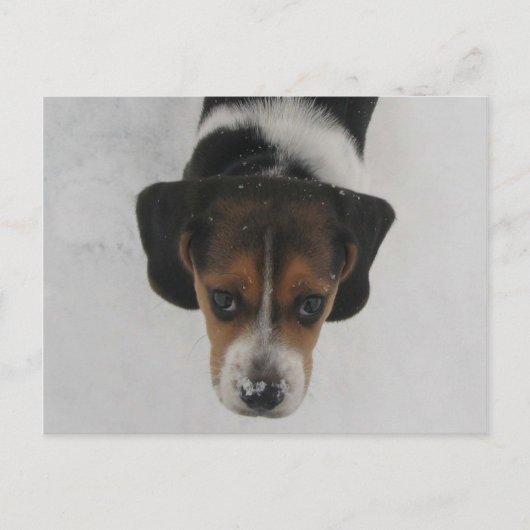 Frosty Nose Briefkaart (Voorkant)