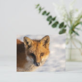Frosty Nose Fox Briefkaart (Staand voorkant)