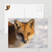 Frosty Nose Fox Briefkaart (Voorkant / Achterkant)