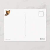 Frosty Nose Fox Briefkaart (Achterkant)