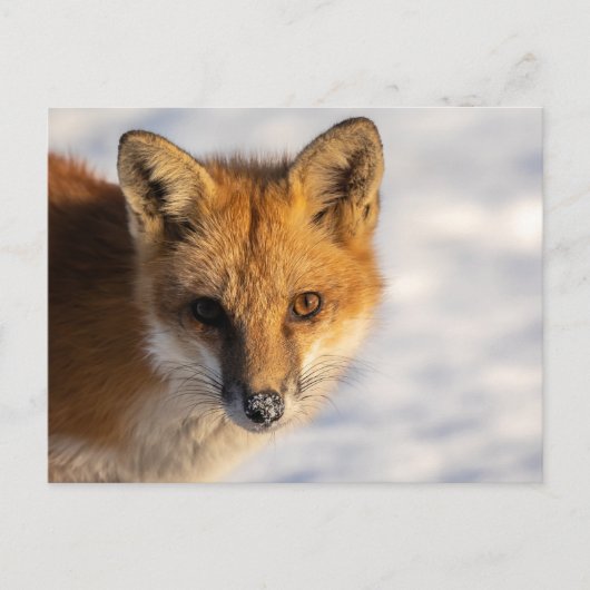 Frosty Nose Fox Briefkaart (Voorkant)