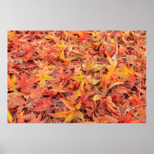 Frosty-ochtend, Mill Creek, WA, Verenigde Staten Poster