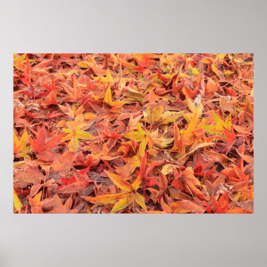 Frosty-ochtend, Mill Creek, WA, Verenigde Staten Poster (Voorkant)