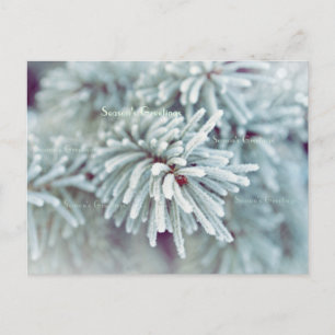 Frosty Pine Bough Feestdagenkaart
