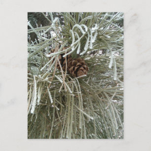 Frosty Pine Briefkaart