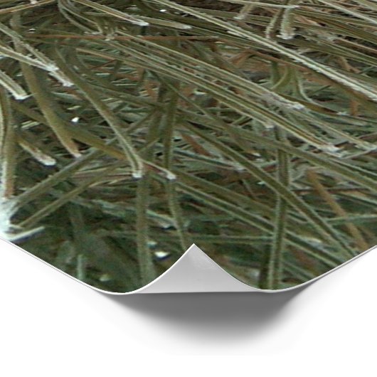 Frosty Pine Poster (Hoek)