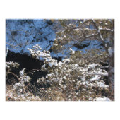"Frosty Pines" Foto Afdruk (Voorkant)