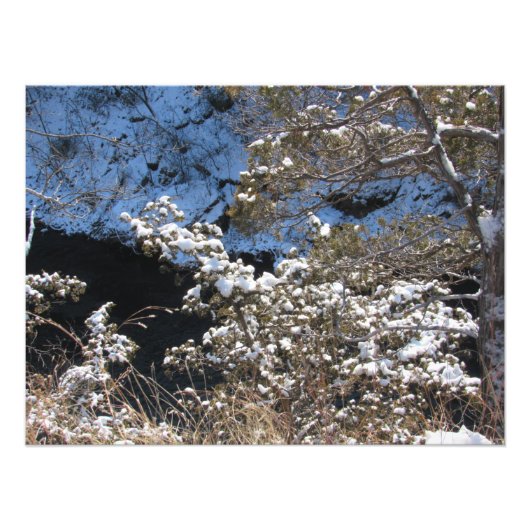 "Frosty Pines" Foto Afdruk (Voorkant)