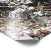 "Frosty Pines" Foto Afdruk (Hoek)