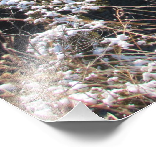 "Frosty Pines" Foto Afdruk (Hoek)