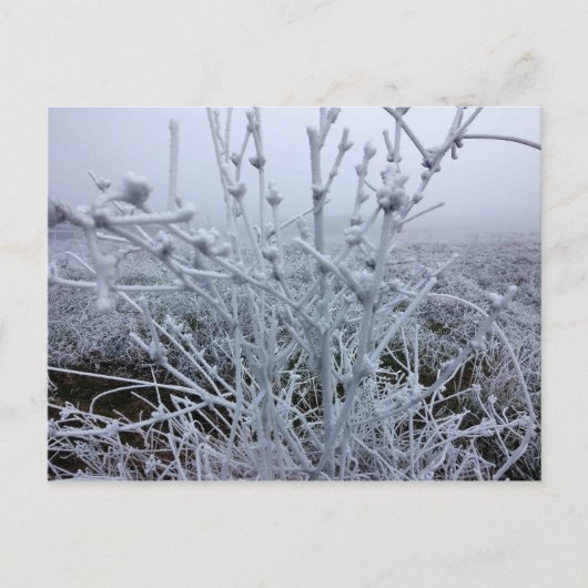 Frosty Planten Winter Landschap Briefkaart (Voorkant)