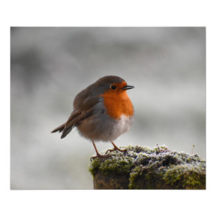 Frosty Robin Foto Afdruk
