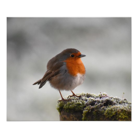 Frosty Robin Foto Afdruk (Voorkant)
