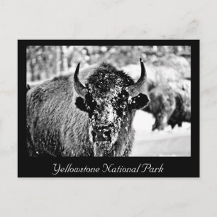 Frosty Yellowstone Bison Briefkaart