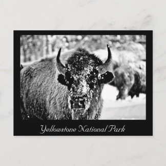 Frosty Yellowstone Bison Briefkaart