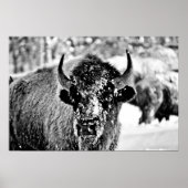 Frosty Yellowstone Bison Poster (Voorkant)