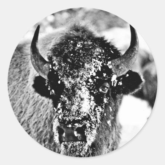 Frosty Yellowstone Bison Ronde Sticker (Voorkant)