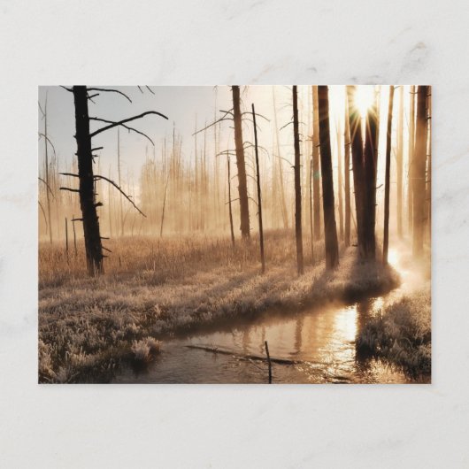 Frosty Yellowstone Morning Briefkaart (Voorkant)