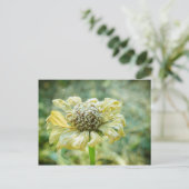 Frosty Zinna Briefkaart (Staand voorkant)