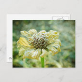 Frosty Zinna Briefkaart (Voorkant / Achterkant)