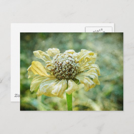 Frosty Zinna Briefkaart (Voorkant / Achterkant)