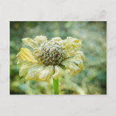 Frosty Zinna Briefkaart (Voorkant)