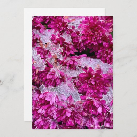 Frozen Blossoms Feestdagenkaart (Voorkant / Achterkant)