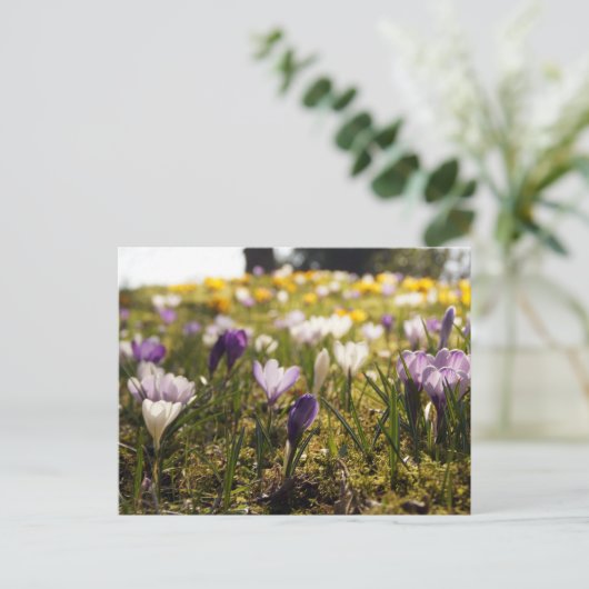 Frühlings Wiese mit Krokus im Gegenlicht Briefkaart (Staand voorkant)