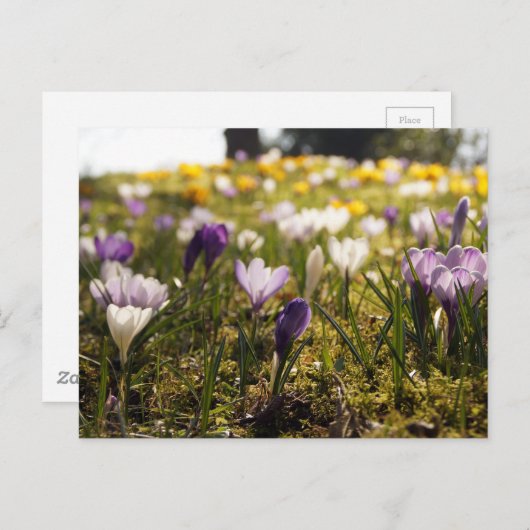 Frühlings Wiese mit Krokus im Gegenlicht Briefkaart (Voorkant / Achterkant)
