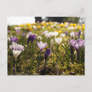 Frühlings Wiese mit Krokus im Gegenlicht Briefkaart