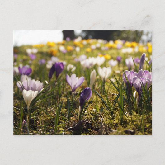 Frühlings Wiese mit Krokus im Gegenlicht Briefkaart (Voorkant)
