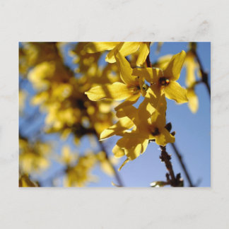 Frühlingsbote Briefkaart