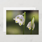 Frühlingsboten bringen Glück in den Briefkasten Briefkaart (Voorkant / Achterkant)