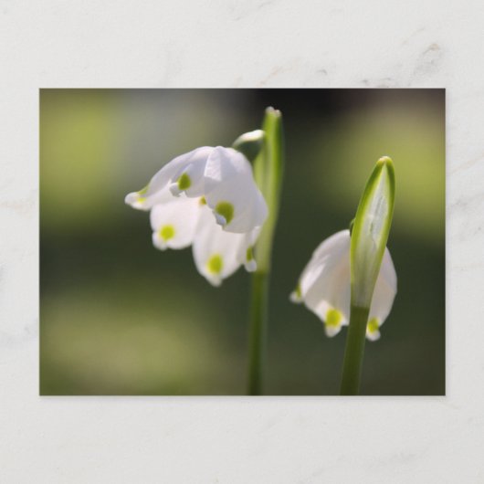 Frühlingsboten bringen Glück in den Briefkasten Briefkaart (Voorkant)