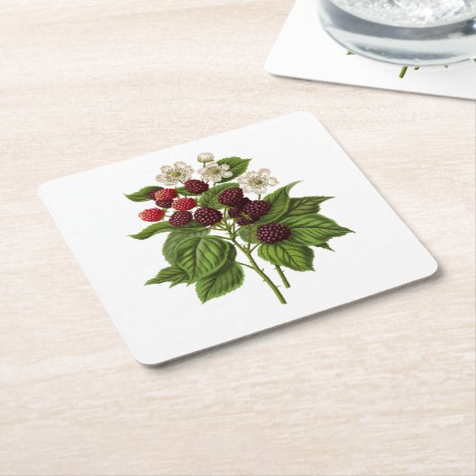 Fruit: A014 Blackberry - Kartonnen Onderzetters (Schuin)