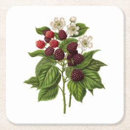 Fruit: A014 Blackberry - Kartonnen Onderzetters