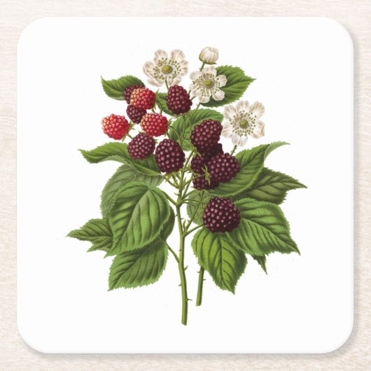 Fruit: A014 Blackberry - Kartonnen Onderzetters (Voorkant)