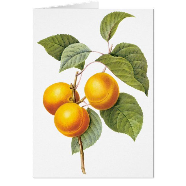  fruit, abrikozenpit, roodbaars (Voorkant)