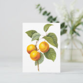 fruit, abrikozenpit, roodbaars briefkaart (Staand voorkant)