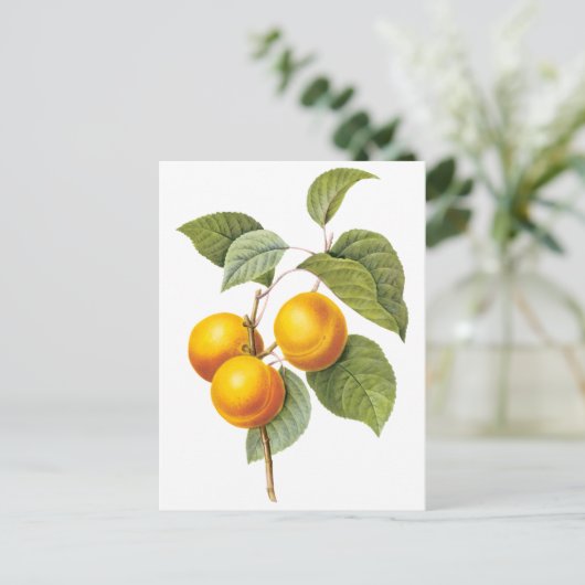  fruit, abrikozenpit, roodbaars briefkaart (Staand voorkant)