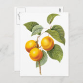 fruit, abrikozenpit, roodbaars briefkaart (Voorkant / Achterkant)