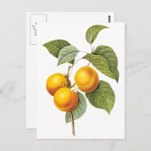 fruit, abrikozenpit, roodbaars briefkaart (Voorkant / Achterkant)