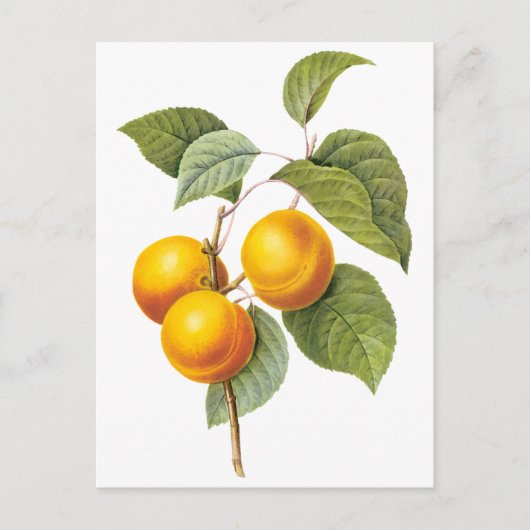 fruit, abrikozenpit, roodbaars briefkaart (Voorkant)