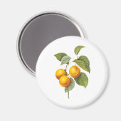 fruit, abrikozenpit, roodbaars magneet (Voorkant / Achterkant)