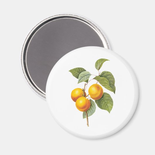  fruit, abrikozenpit, roodbaars magneet (Voorkant / Achterkant)