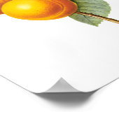  fruit, abrikozenpit, roodbaars poster (Hoek)