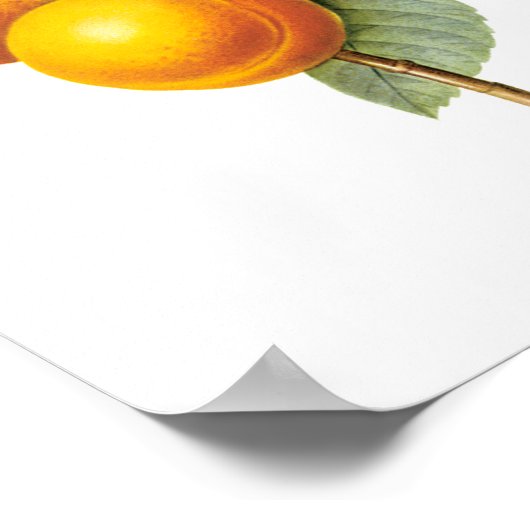  fruit, abrikozenpit, roodbaars poster (Hoek)